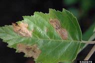 Middle-age and older larvae of birch leafminer, showing fusion of mines as larvae increase in size