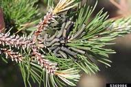 Larvae of European pine sawfly