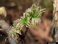 Close view of damage to needles caused by larch casebearer larval feeding