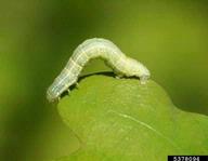 Larva of winter moth