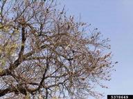 Defoliated trees and old browntail moth webbing