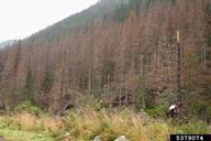 Spruce trees in Slovakia killed by the engraver beetle