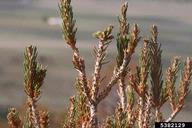 Damage from adults consists of defoliation, usually on hardwoods, but sometimes on conifers