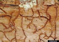 Galleries of western pine beetle in ponderosa pine