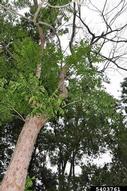 Western soapberry tree showing branches killed by the soapberry borer and epicormic sprouts along lower trunk