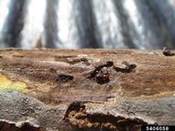 Adults of walnut twig beetles, in nuptial chamber