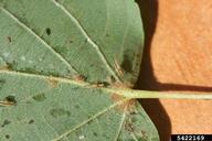 Group of winged adult linden aphids on underside of leaf