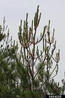 Damage to red pine by European pine sawfly larvae; note that only old needles are eaten