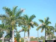 Whole tree view of damage to Florida royal palm frond by the royal palm bug