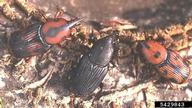 Adult of giant palm weevil