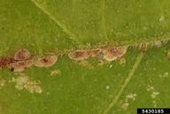 Camphor scales on Virginia creeper leaf