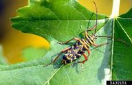 Adult locust borer