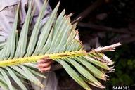 Palm frond with typical damage from red palm weevil