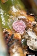 Close up of the mealybug, showing an adult female and her eggs