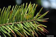 Damage to Douglas-fir from Douglas-fir needle midge