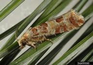 Adult of lodgepole cone moth