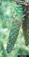 Appearance of early stage of damage to cone of western white pine by lodgepole cone moth