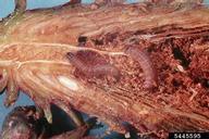 Larvae of lodgepole cone moth inside cone