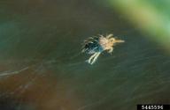 Adult of spruce spider mite
