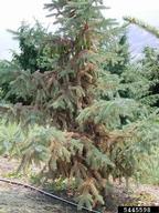 Damage on white spruce from spruce spider mite