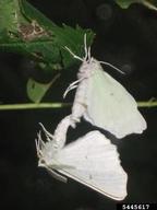 Adults of elm spanworm mating