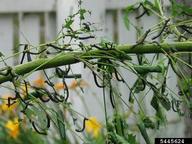 Masses of elm spanworm larvae feeding on host plant during an outbreak