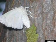 Adult of elm spanworm laying eggs