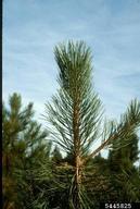 Terminal of pine damaged by western pine shoot moth