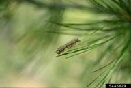 Young larvae of Pandora moth