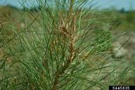 Dead tips caused by feeding of Nantucket pine tip moth