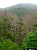 Dead or dying hemlock in Joyce Kilmer area, North Carolina due to hemlock woolly adelgid feeding