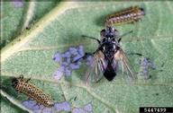 An introduced larval parasitoid of elm leaf beetle