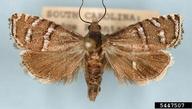 Adult of longleaf pine seedworm