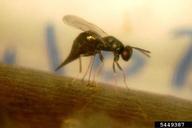 Chinese larval parasitoid