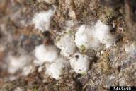 Close up of beech scales under their woolly coverings