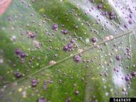 Florida red scale on citrus leaf