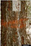 Resin flow on the bark of a Douglas-fir produced by adult Douglas-fir beetles