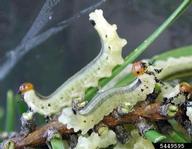 Larvae of swaine jack pine sawfly