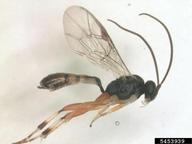 Important parasitoid of ambermarked birch leafminer in Alaska