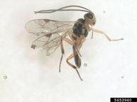 Important parasitoid of ambermarked birch leafminer in Alaska