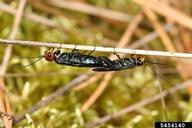 Adult (male on right and female on left) of pine false webwormin copula