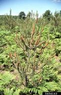 Damage (shoots with clipped off needles) by pine false webworm on young plantation-grown red pine