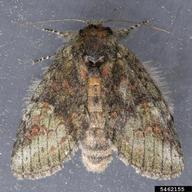 Adult of saddled prominent