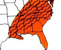 U. S. distribution of slash pine flower thrips