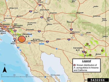 Known distribution of goldspotted oak borer in California (invaded range-large circle) and Arizona (native range-small circles).