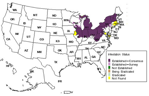 Distribution of the larger pine shoot beetle as of 2005