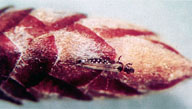 Adult pear thrips