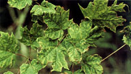 Leaf deformities on sugar maple due to feeding of pear thrips on buds