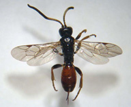 Important parasitoid of ambermarked birch leafminer in Alaska