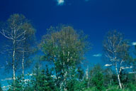 White birch defoliated by birch casebearer